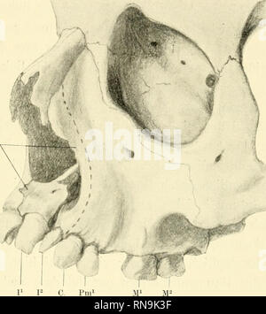 . Anatomische Hefte. Der Zwischenkiefer, Entsteh, u. Verlauf d. Hasenschartenkieferspalte usw. 575 Das, war sich aus den obigen theoretischen Erwägungen ergibt, ist auch einer praktischen Beispielen erwiesen. Wir haben bereits in der Lektüre, dass Meckel kennen Englisch (bei einem Sturz von Wolfsrachenbildung von dem Teil des Über-Kiefers, der Sterben Spalte seitliche begrenzt, ein den äusseren Pms. Abb. 35. Dasselbe Präparat wie in Abb. 34, im halbprofil dargestellt. Pmx. Zwischen-Kiefer. Die gestrichelte Linie gibt die hintere Grenze des Zwischenkiefers ein. I1, P erster, zweiter Schneidezahn. C. E Stockfoto