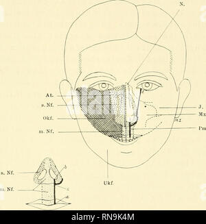 . Anatomische Hefte. Der Zwischenkiefer, Entsteh, u. Verlauf d. Hasenschartenkieferspalte usw.;""&gt; (&gt;, in rlem des seitlichen Nasenforlsatzes Novalja ist, lässt sich ans Bild. 32 schwer entnehmen. Es ist aber sehr wahrscheinlich, dass er in of this Beziehung genau dieselben Verhältnisse - wie beim Maulwurfe wahrt werden (Abb. 29), zumal beim ausgebildeten. Abb. 33. Schema zur Darstellung der grabdenkmäler Zwischenkiefers sowie der Hasen - schartenkiefer-und der schrägen Gesiclitsspalte in bezug auf die einzelnen Gebiete der Gesichtsfortsätze. Zur Ergänzung der Hauptfigur sterben dient N Stockfoto