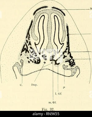 . Anatomische Hefte. Der Zwischenkiefer, Entsteh, u. Verlauf d. Hasenschartenkieferspalte usw. 565 ihm darin übereinstimmt, dass in der Regel sich keine doppelte Anlage des Zwischenkiefers nachweisen lässt. Man darf wohl annehmen, dass auch der Zwischenkiefer beim Men-schen und auch bei Säugern in der Regel ein-heitlich angelegt wi rd.. J. K Frontalschnitt durch das vordergesicht eines 3V-' Monate alten menschlichen Embryo. / Th. Koelliker. N. Nasale. Pmx. Zwischenkiefer (Körper). Pn. Processus nasalis. m. Gf. medialer, 1. Gf. lateraler Gaumen t'ortsatz des Praemaxillare. J.K. Jacobsons Stockfoto