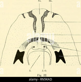 . Anatomische Hefte. Der Zwischenkiefer, Entsteh, u. Verlauf d. Hasenschartenkieferspalte etc.;&gt; 4 i) ist. Abb. sterben. 22, sterben in der bereits erwähnten Weise durch Kombination mehrerer Schnitte gewonnen ist, zeigt sterben Hori-zontalansicht der Zwischenkieferanlage. Zur Ergänzung sollen sterben Figg. 23, 24 und 25 dienen, welche / Frontalschnitten eines etwa gleich entwickelten anderen Embryonen gezeichnel Sindh. Abb. 23 zeigt einen Frontalschnitt durch die Gegend der. s. Nh.. Nf. Pmx. in. Gf. Anlage des Zwischenkiefers vom Stadion VII. Zeichnung ist in derselben Weise hergestellt wie bei Abb. sterben. Stockfoto