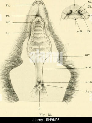 . Anatomische Hefte. Der Zwischenkiefer, Entsteh, u. Verlauf d. Hasenschartenkieferspalte usw. ö 87 Säume und einer kleinen Partie, sterben dorsalen Ein sterben Rüssel - Scheibe sich anschliesst, dicht mil Grinten bedeckl isl bleibt stirbt&lt;^selbst unbehaart. o.K. - Fk.. Aplip. a. Ventrale Ansicht des Vordergesichtes des Maulwurfs erwachsenen; b. Rüssel-Scheibe im vergrösserten Massstabe, o. R. u.R. oberer, unterer Rand der Rüsselscheibe. Ns. Nasenseptum. Fk. Flügel, Rk. Randknoten. Nl. Nasen-Loch. Ph. Philtrum. Lp. Lippe. Gl 1 erste, Gl 10 zehnte Gaumenleiste, w. G. weicher Gaumen, s. Ch. sekundäre Choane Stockfoto