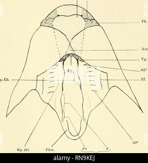 . Anatomische Hefte. Der Zwischenkiefer, Entsteh, u. Verlauf d. 53 f Nasenfortsatzes Hasenschartenkieferspalte usw., der auch wohl als Nasenseptum bezeichnet werden kann, vorn in der Mitte zwei neue Bildungen in; Sterben eine isl der Vorgaumen, sterben sterben mdz Papille Palatina. Der Gw. Rk.. Gp. (H) Gp. (W) Abb. 14. Figg. 13. und 14. Vordergesicht nebst der Mundhöhle vom primitiven Stadium VII in ventraler Ansicht. Das Gebiet des mittleren Nasenfortsatzes fein, dasjenige des-seit-lichen grob punktiert. Gw. Grenzwulst. Rk. Rand-, Fk. Flügelknoten. Ain. Bereich infranasalis. Vg. Vorgaumen. Pp. Papille pa Stockfoto