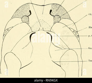 . Anatomische Hefte. Der Zwischenkiefer, Entsteh, u. Verlauf d. Hasenschartenkieferspalte usw. 52] staltete, schmale Nasenloch auf. [Nfolge der starken Entfaltung des nasalen Endes des Gesichtes hat dieses sich gegen früher weit von dem Mundrande entfernt und zugleich dem der anderen Seile erheblich genähert. Dieses Verhalten ist besonders beim Vergleich der Figg. 4 und 5 mit den Figg. 9 und 10, sterben in derselben Vergrösserung gezeichnet worden sind, deutlich zu Ain. m. Nf. s Nf. Rk. s. Kap.. Ga. in Abb. 10. Figg. 9 und 10. Vordergesickt nebst dem Dache der primitiven Mundhöhle in ventraler Ansicht, Stockfoto