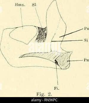 . Anatomische Hefte. Der Zwischenkiefer, Entsteh, u. Verlauf d. Hasenschartenkieferspalte usw. 199 Rande des Oberkiefers bis zum Nasenbeinende Waden Stirn - fortsatzes verläuft; sie ist in Abb. 2 durch Strichelung ein - gedeutet. Die Verbindung der Furche mit der tief einschneiden - Höhle Sutura incisiva sowie der typische Verlauf / Dm Nasenbeine hin zeigt offenbar, dass Sterben genannte Furche nichts anderes sein kann als sterben bereits beinahe geschlossene obere Fortsetzung der nasalen Sutura incisiva. v. Meyer, "This Naht bis zur Crista conchalis verfolgte, scheint von ihrem weiteren Verlaufe n Stockfoto