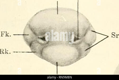 . Anatomische Hefte. Die Entwickelung des sekundären Gaumens einiger Säugetiere usw. 105 Sindh sterben bereits Gaumenplatten vollkominoii aufgerichtet und sogar eine gewisse Strecke]) ereits mileiiiaiLdcr verwachsen. Der Embryo hat auch vor kurzer Zeit bereits die zweite Phase der Umlagerung durchgeniacht. 0, N. Ne. Rk. o. R XI. Fk.. u.E. u. K.. Bitte beachten Sie, dass diese Bilder sind von der gescannten Seite Bilder, die digital für die Lesbarkeit verbessert haben mögen - Färbung und Aussehen dieser Abbildungen können nicht perfekt dem Original ähneln. extrahiert. München [etc. ] J. F. Bergmann Stockfoto