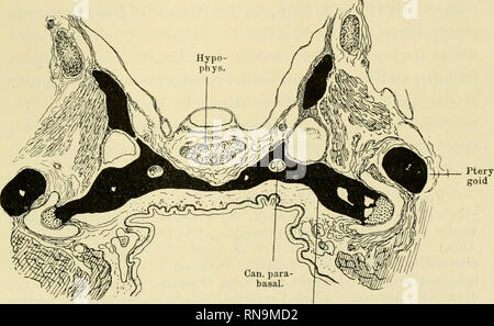 . Anatomische Hefte. Und säugerpterygoid Echidnapterygoid usw. 397 hören nach vorn zu bereits am caudalen Abschnitt des Pro-Cessus auf und liegen durchaus rückwärts von ihm." This Behauptung ist zwar wieder sehr bestimmt, aber falsch. Ich gebe in Abb. 41 einen Durchschnitt durch den Kopf einer er-wachsenen Anguis fragilis, entsprechend dem vordersten Teil des Parabasalkanales. Die Abbildung zeigt in der Mitte die Hypophysen - Grube mit der Hypophyse, seitlich oft den Proc. basiptery -. Proc. basipteryg. Abb. 41. Anguis fragilis, erwachsenes Tier. Schnitt durch den vordersten Teil des-Verfahren Stockfoto