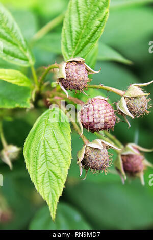 Nahaufnahme von unreifen haarige Himbeeren und Blätter Stockfoto