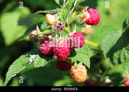 Der Auffangbehälter mit einem frisch gepflückte Himbeeren unter anderen Beeren Stockfoto