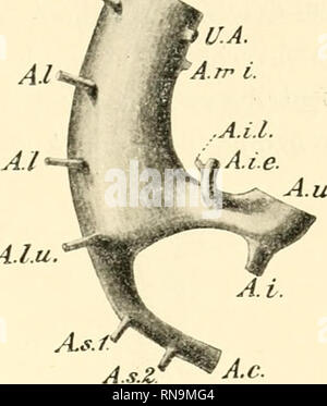 . Anatomische Hefte. • A.i. C. Alu Abb. 19. Abb. 20.. Bitte beachten Sie, dass diese Bilder sind von der gescannten Seite Bilder, die digital für die Lesbarkeit verbessert haben mögen - Färbung und Aussehen dieser Abbildungen können nicht perfekt dem Original ähneln. extrahiert. München [etc. ] J. F. Bergmann Stockfoto