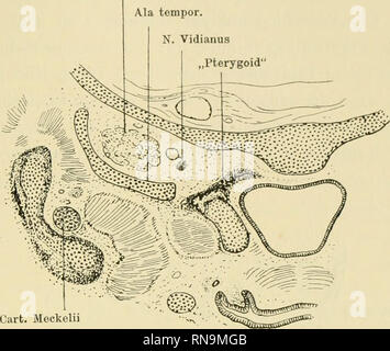 . Anatomische Hefte. Und säugerpterygoid Echidnapterygoid usw. 333 Ggl. semilun. Ala tempor. N. Vidianus. mm Abb. 21. Talpa. Wie Abb. 19. "Lateralis" Ganzs knöchern, Ganzs knorpelig.. Bitte beachten Sie, dass diese Bilder sind von der gescannten Seite Bilder, die digital für die Lesbarkeit verbessert haben mögen - Färbung und Aussehen dieser Abbildungen können nicht perfekt dem Original ähneln. extrahiert. München [etc. ] J. F. Bergmann Stockfoto