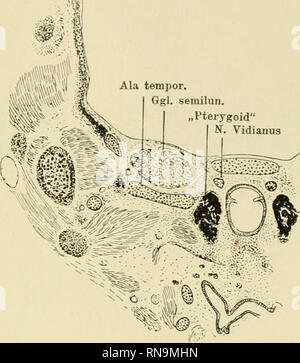 . Anatomische Hefte. Und säugerpterygoid Echidnapterygoid usw. 331 Ala tempor. Ggl. semilun. . Lateralis "N. Vidianus. Abb. 17. Mus. Wie Abb. 14. Vorderer Teil des" Pterygoids", Verlauf des N. Vidianus über sterben dorsale Kante desselben.. Bitte beachten Sie, dass diese Bilder sind von der gescannten Seite Bilder, die digital für die Lesbarkeit verbessert haben mögen - Färbung und Aussehen dieser Abbildungen können nicht perfekt dem Original ähneln. extrahiert. München [etc. ] J. F. Bergmann Stockfoto