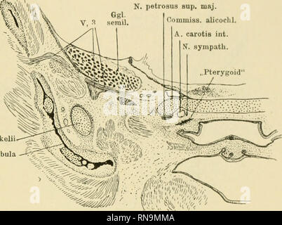 . Anatomische Hefte. Und säugerpterygoid Echidnapterygoid usw. 327 N. petrosus Sup. maj. &Gt; ininiss. alioochl. A. carotis int. Sympath. Cait. Medkelii ^-^ - Mandibula -&lt;^P Vi: - - Nv Abb. 9. (Perameles spec?) 38 mm lang. Hinterstes Ende des" Pteiygoids", hinter dem Foramen caroticum. Ggl. seniilun. Ala temp. N. Vidianus Proc. pteryg. Alae temp. -. Bitte beachten Sie, dass diese Bilder sind von der gescannten Seite Bilder, die digital für die Lesbarkeit verbessert haben mögen - Färbung und Aussehen dieser Abbildungen können nicht perfekt dem Original ähneln. extrahiert. München [etc. ] J. F. Stockfoto