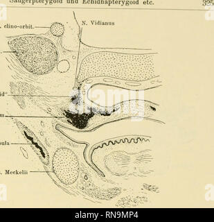 . Anatomische Hefte. Und säugerpterygoid Taen Echidnapterygoid etc. clino-orbit Ggl. semilun. - "Säugerpterygoid" - ich "U-Li  . Palatinuni -^ Mandibula Warenkorb. Meckelii. Abb. 5. Echidna. Wie Abb. 1. Obj. 12. Sehn. 15. Vorderer Teil des Säugerpterygoids.. Bitte beachten Sie, dass diese Bilder sind von der gescannten Seite Bilder, die digital für die Lesbarkeit verbessert haben mögen - Färbung und Aussehen dieser Abbildungen können nicht perfekt dem Original ähneln. extrahiert. München [etc. ] J. F. Bergmann Stockfoto