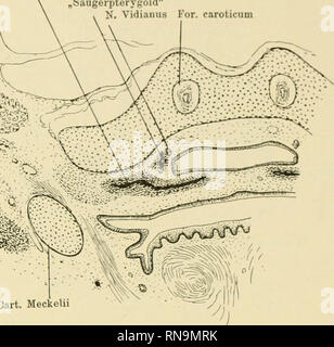 . Anatomische Hefte. Und säugerpterygoid Echidnapterygoid usw. 323 Palatinum "Säugerpterygoid "N. Vidianus Für. Caroticum m. Mandibula • "§* Warenkorb. Meckelii. Abb. 1. Echidna aculeata, var. typica. Semon, Nr. 48 ein. Obj. 14, Schnitt 10. Schnitt durch das hinterste Ende des" Säugerpterygoids". Taen. clino-Orbit. Ala tempor "Säugerpterygoid Palatinum. Bitte beachten Sie, dass diese Bilder sind von der gescannten Seite Bilder, die digital für die Lesbarkeit verbessert haben mögen - Färbung und Aussehen dieser Abbildungen können nicht perfekt dem Original ähneln. extrahiert. München [etc. ] J. W Stockfoto