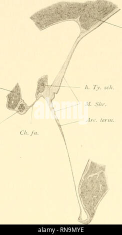 . Anatomische Hefte. Beiträge zur vergleichenden Anatomie des Gehörorgans der Säuger. 379 Abb. 23. Pctr. Ch.ty.. Sqiiaiii. Shrapn eil sehe Membran und Chorda bei Cervus elaphus. Vergr. 5 Fach. Squam.: Squamosum. - Petr.: Petrosum. - H. Ty. seh.: hinterer Tympanicum - Schenkel. - Sind. Term.: Grenzbogen. - M. Shr.: Shrapnellsehe Membran. Fa-Ch.: hintere Chordafalte. - Ch.ty.: Chorda tympani. An der ventralen Fläche des Processus folianus Bürsten isich in der Nähe der Glaserspalte ein Knorpelrest. Wahr - schehüich ist Sterben Grabdenkmäler Dockknoeheus, aus welchem der Processus fohanus des Hirsc Stockfoto