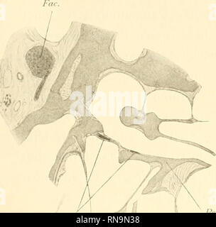 . Anatomische Hefte. Beiträge zur vergleichenden Anatomie des Gehörorgans der Säuger. 357 Fisff. 12 - 15. Fia-. 12.. Petr. Fis. 14.. Bitte beachten Sie, dass diese Bilder sind von der gescannten Seite Bilder, die digital für die Lesbarkeit verbessert haben mögen - Färbung und Aussehen dieser Abbildungen können nicht perfekt dem Original ähneln. extrahiert. München [etc. ] J. F. Bergmann Stockfoto