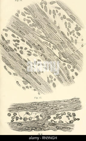 . Anatomische Hefte. Tafel 19 20. Abb. 34.. MA.. Bitte beachten Sie, dass diese Bilder sind von der gescannten Seite Bilder, die digital für die Lesbarkeit verbessert haben mögen - Färbung und Aussehen dieser Abbildungen können nicht perfekt dem Original ähneln. extrahiert. München [etc. ] J. F. Bergmann Stockfoto