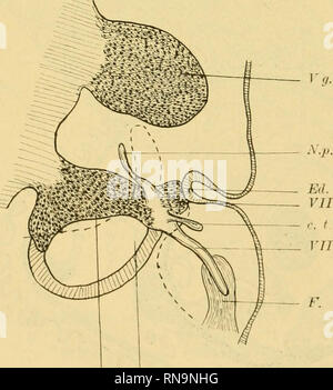 . Anatomische Hefte. 532 ICH!. FITA. ML'ka. Beispiele ist wieder der Digastricus der Ente viel kräftiger ent-wickelt. M. stapedius, digastricus und stylohyoideus Differen-zieren sich aus dem Blastem der postanricularen Gegend. Von dem Nervus facialis werde ich hier nur noch - heben hervor, dass die rudimentären Reste eines Lingualis, der Sterben Chorda tympani aufnimmt, doch nachzuweisen sind. Iv. Säugetiere. Schwein. Die wichtigste und merkwürdigste Fortbildung der Facialis-muskulatur bei den Säugetieren ist die Ausbildung der mimischen Gesichtsmuskulatur. Das platysma Colli ist über den Kieferrand, Fi Stockfoto