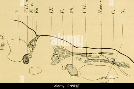 . Anatomische Hefte. Beiträge zur vergleichenden EJntwickelungsgeschichte usw. 531. Bitte beachten Sie, dass diese Bilder sind von der gescannten Seite Bilder, die digital für die Lesbarkeit verbessert haben mögen - Färbung und Aussehen dieser Abbildungen können nicht perfekt dem Original ähneln. extrahiert. München [etc. ] J. F. Bergmann Stockfoto