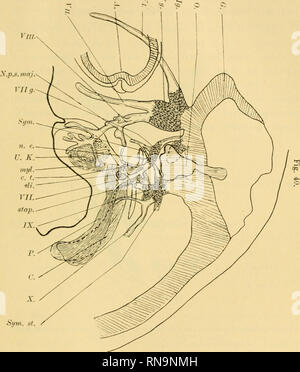 . Anatomische Hefte. Beiträge zur vergleichenden Entwickelungsgeschichte etc. 527 s. Sym. st Sagittale Bekoustruktion aus sagittalen Schnittserien des Entenembryo von 13 mm. 36 fach vergrössert (um l § verkleinert). Sym. Ein Ast des Sympathicus, der sich mit N. petrosus Major superfacialis verbindet, d. h. N. epibrauchialis. Sym. St. sympathischer Strang. Die anderen Bezeichnungen wie bisher.. Bitte beachten Sie, dass diese Bilder aus gescannten Seite Bilder, die digital für die Lesbarkeit verbessert haben mögen - Färbung und Aussehen dieser Abbildungen können nicht Perfekt th ähneln extrahiert werden Stockfoto