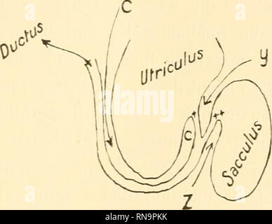 . Anatomische Hefte. Die Entwickelung des Geckolabvrinthes. 67 Es resviltiert ein Zustand, wie ihn Textfigur 7^ darstellt), und man kann nun deutlich sehen, wie die Verschiebung der Mün-dung des Canahs utric.- saccularis in den Ductus reuniens zu-stande kommt. Eutwickelungsgeschichthch richtig ist daher nur Bild. 7.. Schematischer Längsschnitt durch ein Säugerlabyrinth. (Verhältnis der Kanal. utr. sacc.zum Ductus eudol.bei den Säugern) t Canalis utriculosacc. tt Ductus endolymphe. (Mündung). Abb. 8. ^^. Bitte beachten Sie, dass diese Bilder aus gescannten Seite Bilder, die wurden di extrahiert werden Stockfoto