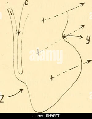 . Anatomische Hefte. Die Entwickelung des Geckolabyiiiithes. 31'und 2 abgebildeten frontalen Längsschnitten durch das Labyrinth (Stadium 7 und 8) erkennen; eine noch so ausführliche - schreibung würde sterben Verfolgung dieses komphzierten Vorganges Abb. 1. Ductus cndol.. Utruiilits JoranieH ulriculosacculare Saccuhis Schematischer Längsschnitt durcli das Modell des Embryo IX. (Stadion VII.) Abb. 2. Bitte beachten Sie, dass diese Bilder extrahiert werden aus der gescannten Seite Bilder, die digital haben für die Lesbarkeit verbessert - Färbung und Aussehen dieser Abbildungen können nicht Perfekt resemb Stockfoto