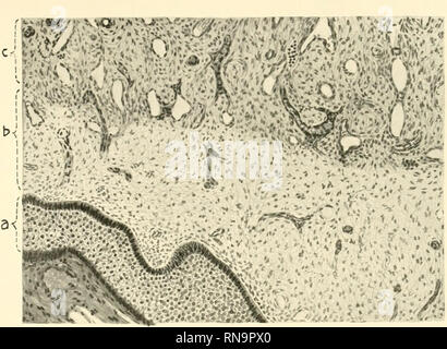 . Anatomische Hefte. Tafel 19 20.. -1 ,T&Gt;' 1f'...* jfv; K6r: &Lt;1 Abb. 2. c^-;*'*&lt;:? ; A* v;;;;;;;;. Bitte beachten Sie, dass diese Bilder sind von der gescannten Seite Bilder, die digital für die Lesbarkeit verbessert haben mögen - Färbung und Aussehen dieser Abbildungen können nicht perfekt dem Original ähneln. extrahiert. München [etc. ] J. F. Bergmann Stockfoto