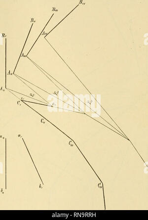 . Anatomische Hefte. Unbelasteten sterben aktive Beugung im Kniegelenk. 721 von AB festliegen, so können dieselben als starr miteinander verbunden gedacht werden. Nonne kann sterben, sterben Stellung Ai Bi gegen eine b, einnimmt. Abb. 8.auch erreicht werden, wenn die Linie A B liegen bleibt und ein b im Sterben Stellung ai bi sich Begiebt. This Verschiebung von a b / ai bi zu bewirken, hat man einfach alle Linien der Abb. 7 mit Ausnahme der Linie A0 B0 um den Punkt Q so. Bitte beachten Sie, dass diese Bilder aus gescannten Seite Bilder, die digital für die Lesbarkeit verbessert haben mögen - Färbung und extrahiert werden Stockfoto