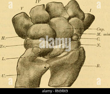 . Anatomische Hefte. Die Entwicklung der Knochen. 19 vielleicht durch die Beobachtung von thilenius finden gegeben, der nicht selten einen schmalen Teil des Pisiforme zwischen Ulna und Triquetrum eingelagert sah. Ein solches Verhalten des Pisiforme scheint jedoch kein häufiges Vorkommnis zu sein, da ich es in keinem der untersuchten (Objekte konstatieren konnte. Auch e der Gelenkknorpel der Ulna und Triquetrum gedenkbuch in Verbindung mit der Anlage des Pisi-forme. Wird aber die Deutung des Gelenkknorpels als Teil des Pisiforme verlassen, dann fällt auch die Annahme einer embryo-nalen Stockfoto