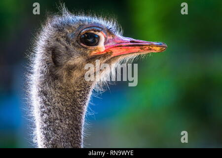 Strauß isolierte Leiter Vogel portrait Kopf geschossen Stockfoto