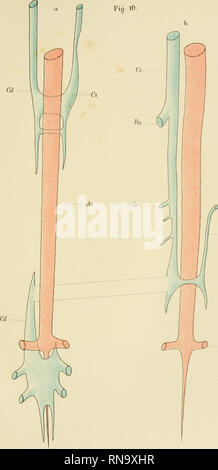 . Anatomische Hefte. . Inntomisdie Heft £ I. Mtheihmcf Heft -19-20 f6. Bei.H. 3 - ^4:) Taf. IÄXlV. Abb. 10.. ..-.-Sr-Ai drehradius-L-rHIVERS CKErREIV DTTJ-K.. SITTTITZ. , Lrü?. ZJ 3'j^3. - VERHAG-^': t f serc-mank", viESEÄrEJr -. Bitte beachten Sie, dass diese Bilder sind von der gescannten Seite Bilder, die digital für die Lesbarkeit verbessert haben mögen - Färbung und Aussehen dieser Abbildungen können nicht perfekt dem Original ähneln. extrahiert. München [etc. ] J. F. Bergmann Stockfoto