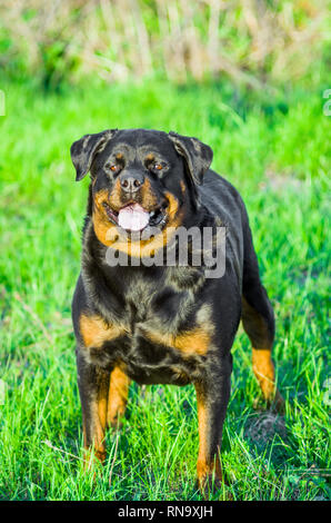 Rottweiler Hund Portrait Stockfoto