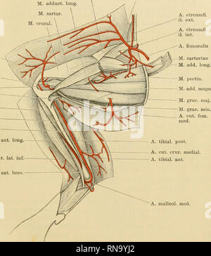 . Anatomie des Frosches. Frösche; Amphibien. A. Aortenprothesen. 337 Aeste: a) A. circumflexa Ilium interna (Abb. 87). Sterben A. circumßexa Ilium interna ist ein dünner Ast, der in das Becken zurückläuft und medial vom Os ilium, zwischen diesem und dem Il/. coccygeo - iliaciis, dorsalwärts dringt. Er verzweigt sich mit einem Schädel- und einem caudalwärts verlaufenden Zweige medial vom Os ilium; der Caudale Ast Balatonfüred dabei zwischen dem Knochen und dem Jf. Iliacus internus, und schliesslich als A. nutritia dringt in das Os ilium ein, der craniale Ast verästelt sich im Ansätze des 31. coccygeo - Iliacus. b) Stockfoto