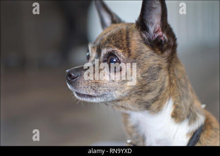 Eine brindle Hirschkopf Chihuahua starrte auf seinen Besitzer und wartet darauf, dass eine Behandlung mit intensiver Fokus. Hintergrund ist unscharf Stockfoto