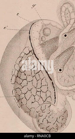 . Anatomie und Entwicklungsgeschichte der Neritina fluviatilis. Neritidae; Gastropoden. 4-7 ^.. im 46. Bitte beachten Sie, dass diese Bilder sind von der gescannten Seite Bilder, die digital für die Lesbarkeit verbessert haben mögen - Färbung und Aussehen dieser Abbildungen können nicht perfekt dem Original ähneln. extrahiert. René-Édouard Claparède,, 1832-1871. [Genf? : N. n. ] Stockfoto