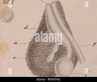 . Anatomie und Entwicklungsgeschichte der Neritina fluviatilis. Neritidae; Gastropoden. . Bitte beachten Sie, dass diese Bilder sind von der gescannten Seite Bilder, die digital für die Lesbarkeit verbessert haben mögen - Färbung und Aussehen dieser Abbildungen können nicht perfekt dem Original ähneln. extrahiert. René-Édouard Claparède,, 1832-1871. [Genf? : N. n. ] Stockfoto