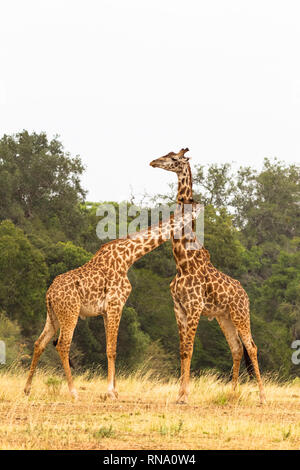 Duell Giraffen in der Savanne. Die Masai Mara, Kenia Stockfoto