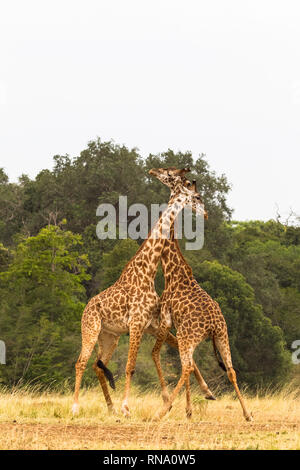 Die Schlacht von Giraffen. Kenia, Afrika Stockfoto