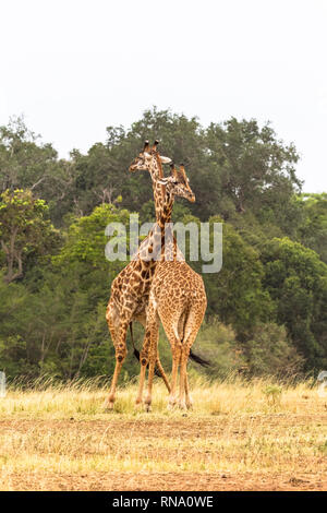 Die Schlacht in der Savanne. Hals statt Fäuste und Zähne. Die Masai Mara, Kenia Stockfoto