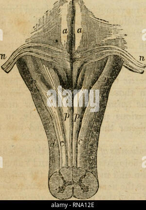 . Eine analytische Kompendium der verschiedenen Zweige der medizinischen Wissenschaft, für die Nutzung und Prüfung der Studierenden. Anatomie und Physiologie; Chirurgie; Gynäkologie; Medizin; Materia Medica. im Physiologie. Mit dem hinteren Spalten, dann würde es die Masse für das behef, die die Funktionen der Spalten mit denen der Wurzeln entsprach; aber nichts ist sicherer als die beiden Wurzeln mit dem antero-lateralen Spalten verbunden sind; und es gibt Zweifel, ob die hinteren Wurzeln einen Zusammenhang haben mit der hinteren Spalte. Daher sind sie geneigt zu glauben, dass die antero-lateralen c Stockfoto