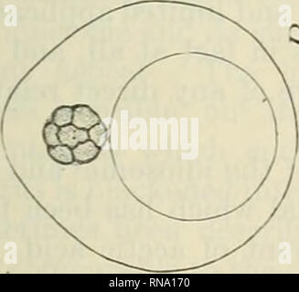 . Die anatomischen Datensatz 1922-1923. Anatomie. . Bitte beachten Sie, dass diese Bilder sind von der gescannten Seite Bilder, die digital für die Lesbarkeit verbessert haben mögen - Färbung und Aussehen dieser Abbildungen können nicht perfekt dem Original ähneln. extrahiert. Amerikanische Vereinigung der Anatomen; Amerikanische Gesellschaft der Zoologen. Philadelphia [etc. ]: Die Wistar Institut für Anatomie und Zellbiologie [etc. ] Stockfoto