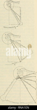 . Die anatomischen Datensatz 1922-1923. Anatomie. . Bitte beachten Sie, dass diese Bilder sind von der gescannten Seite Bilder, die digital für die Lesbarkeit verbessert haben mögen - Färbung und Aussehen dieser Abbildungen können nicht perfekt dem Original ähneln. extrahiert. Amerikanische Vereinigung der Anatomen; Amerikanische Gesellschaft der Zoologen. Philadelphia [etc. ]: Die Wistar Institut für Anatomie und Zellbiologie [etc. ] Stockfoto