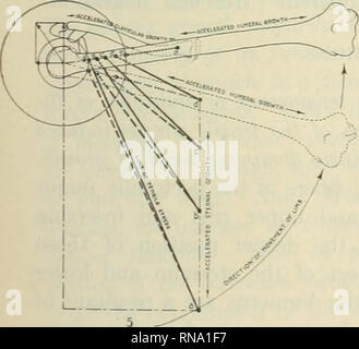 . Die anatomischen Datensatz 1922-1923. Anatomie. . Bitte beachten Sie, dass diese Bilder sind von der gescannten Seite Bilder, die digital für die Lesbarkeit verbessert haben mögen - Färbung und Aussehen dieser Abbildungen können nicht perfekt dem Original ähneln. extrahiert. Amerikanische Vereinigung der Anatomen; Amerikanische Gesellschaft der Zoologen. Philadelphia [etc. ]: Die Wistar Institut für Anatomie und Zellbiologie [etc. ] Stockfoto