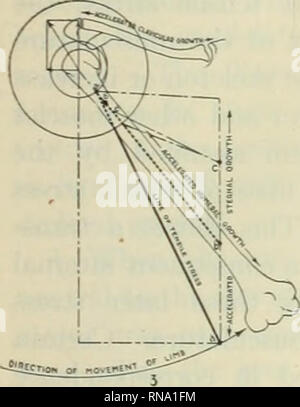 . Die anatomischen Datensatz 1922-1923. Anatomie. . Bitte beachten Sie, dass diese Bilder sind von der gescannten Seite Bilder, die digital für die Lesbarkeit verbessert haben mögen - Färbung und Aussehen dieser Abbildungen können nicht perfekt dem Original ähneln. extrahiert. Amerikanische Vereinigung der Anatomen; Amerikanische Gesellschaft der Zoologen. Philadelphia [etc. ]: Die Wistar Institut für Anatomie und Zellbiologie [etc. ] Stockfoto