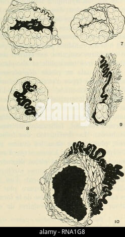 . Die anatomischen Datensatz 1922-1923. Anatomie. . Bitte beachten Sie, dass diese Bilder sind von der gescannten Seite Bilder, die digital für die Lesbarkeit verbessert haben mögen - Färbung und Aussehen dieser Abbildungen können nicht perfekt dem Original ähneln. extrahiert. Amerikanische Vereinigung der Anatomen; Amerikanische Gesellschaft der Zoologen. Philadelphia [etc. ]: Die Wistar Institut für Anatomie und Zellbiologie [etc. ] Stockfoto