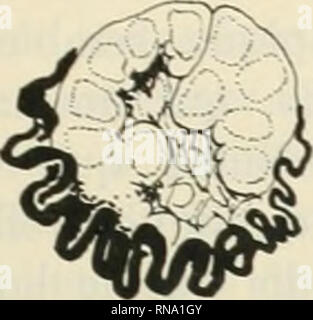 . Die anatomischen Datensatz 1922-1923. Anatomie. . Bitte beachten Sie, dass diese Bilder sind von der gescannten Seite Bilder, die digital für die Lesbarkeit verbessert haben mögen - Färbung und Aussehen dieser Abbildungen können nicht perfekt dem Original ähneln. extrahiert. Amerikanische Vereinigung der Anatomen; Amerikanische Gesellschaft der Zoologen. Philadelphia [etc. ]: Die Wistar Institut für Anatomie und Zellbiologie [etc. ] Stockfoto