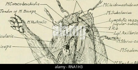 . Die anatomischen Datensatz. Anatomie; Anatomie. 336 GEORGE K. HASHIBA scalenus anterior und der Muskeln. An der Wurzel der Hals es Ter-minates auf der linken Seite am Hals des Ductus thoracicus Biegen und auf der rechten Seite, an der Kreuzung der Internen und Externen jugular Veins. 2. Die lymphglands von Ct, e anterior extretnity Lymphoglandula retro-skapulier (Abbn. 4, 5). Dieser Knoten ist auf der äußeren Oberfläche der Latissimus dorsi bei der Winkel, der gebildet wird von der kaudalen Rand des untergrätenmuskel und der Dorsalen Rand der Trizeps Positionen entfernt. Es ist in einer Auflage von Fett eingebettet und durch die p abgedeckt Stockfoto