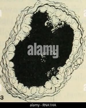 . Die anatomischen Datensatz 1922-1923. Anatomie. . Bitte beachten Sie, dass diese Bilder sind von der gescannten Seite Bilder, die digital für die Lesbarkeit verbessert haben mögen - Färbung und Aussehen dieser Abbildungen können nicht perfekt dem Original ähneln. extrahiert. Amerikanische Vereinigung der Anatomen; Amerikanische Gesellschaft der Zoologen. Philadelphia [etc. ]: Die Wistar Institut für Anatomie und Zellbiologie [etc. ] Stockfoto