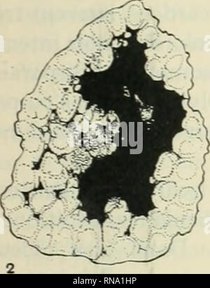 . Die anatomischen Datensatz 1922-1923. Anatomie. . Bitte beachten Sie, dass diese Bilder sind von der gescannten Seite Bilder, die digital für die Lesbarkeit verbessert haben mögen - Färbung und Aussehen dieser Abbildungen können nicht perfekt dem Original ähneln. extrahiert. Amerikanische Vereinigung der Anatomen; Amerikanische Gesellschaft der Zoologen. Philadelphia [etc. ]: Die Wistar Institut für Anatomie und Zellbiologie [etc. ] Stockfoto