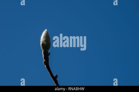 Stuttgart, Deutschland. 18 Feb, 2019. Eine Knospe kann auf einem Magnolia in der Wilhelma Zoological-Botanical Garten gesehen werden. Credit: Marijan Murat/dpa/Alamy leben Nachrichten Stockfoto